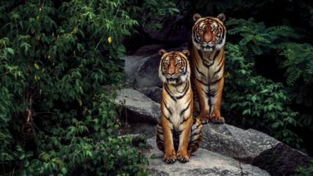 Three Tigers Shine on Academic All-District Team! Three Tigers Shine on Academic All-District Team!
