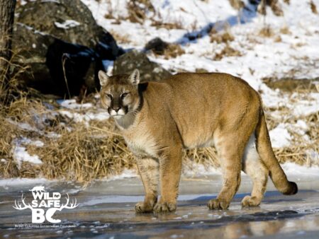 Cougars Gear Up for Exciting Lindenwood Invite! Cougars Gear Up for Exciting Lindenwood Invite!