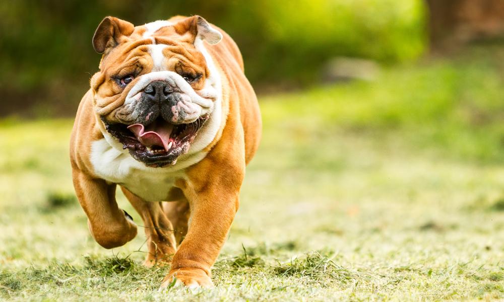 Bulldogs Gear Up for Exciting Challenge at the Samford Fall Invitational! Bulldogs Gear Up for Exciting Challenge at the Samford Fall Invitational!