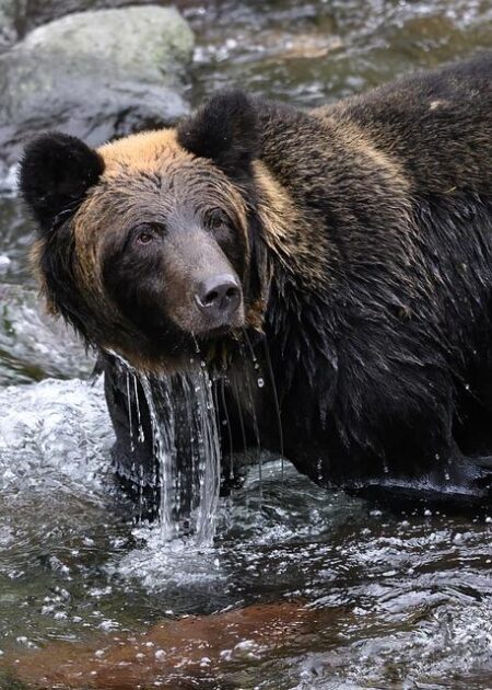 Bears Battle for Glory at the Exciting Dennis Rizza Classic! Bears Battle for Glory at the Exciting Dennis Rizza Classic!