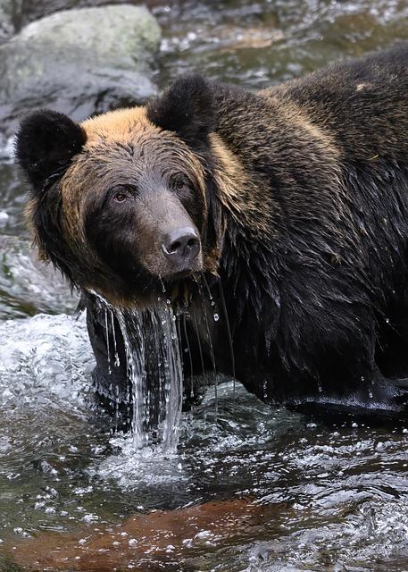 Bears Battle for Glory at the Exciting Dennis Rizza Classic! Bears Battle for Glory at the Exciting Dennis Rizza Classic!