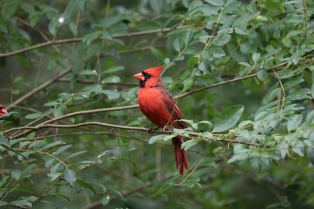 Redbirds Gear Up for Western Michigan Showdown Before Sunday Clash with Butler! Redbirds Gear Up for Western Michigan Showdown Before Sunday Clash with Butler!
