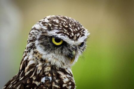 Experience the Thrill: Owls in Action from February 16th to 22nd! Experience the Thrill: Owls in Action from February 16th to 22nd!