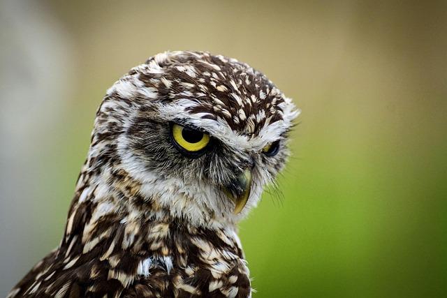 Experience the Thrill: Owls in Action from February 16th to 22nd! Experience the Thrill: Owls in Action from February 16th to 22nd!