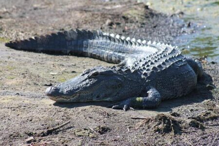 Gators Women’s Tennis Heads to Fayetteville for Exciting Showdown Against Arkansas! Gators Women’s Tennis Heads to Fayetteville for Exciting Showdown Against Arkansas!