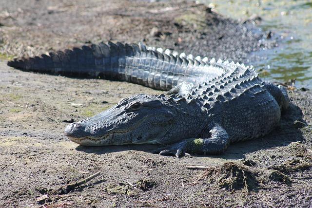 Gators Women’s Tennis Heads to Fayetteville for Exciting Showdown Against Arkansas! Gators Women’s Tennis Heads to Fayetteville for Exciting Showdown Against Arkansas!