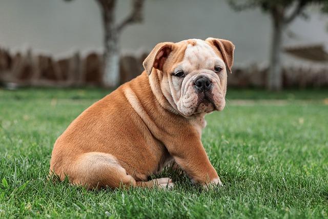 Bulldogs Master the Art of Victory! Bulldogs Master the Art of Victory!