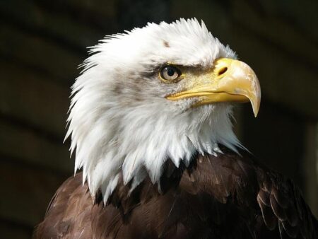Eagles Soar to Victory: A Dominant Sweep in the Treasure State! Eagles Soar to Victory: A Dominant Sweep in the Treasure State!