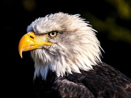 Eagles Fall Short at Home Against ETSU: A Tough Battle Unfolds