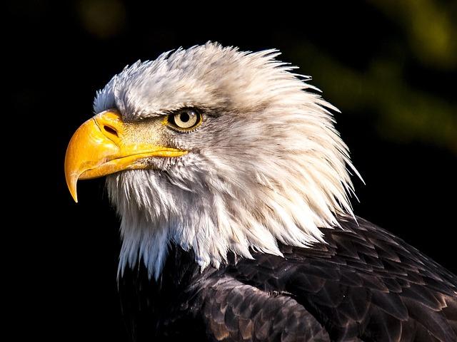 Eagles Fall Short at Home Against ETSU: A Tough Battle Unfolds Eagles Fall Short at Home Against ETSU: A Tough Battle Unfolds