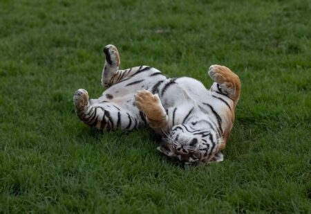 Tigers Move to 5-0 in SCAC With Win Over Ozarks – Colorado College Athletics Tigers Move to 5-0 in SCAC With Win Over Ozarks – Colorado College Athletics