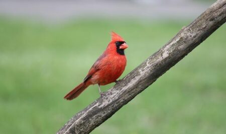 Redbirds Soar to Victory: Dominant 6-1 Win Over Belmont! Redbirds Soar to Victory: Dominant 6-1 Win Over Belmont!
