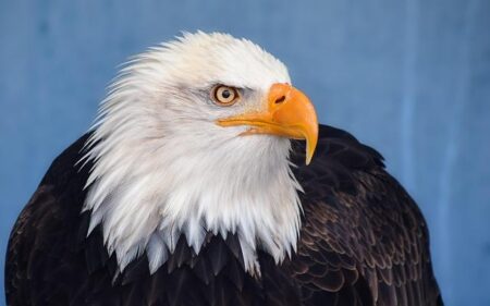 Eagles Wrap Up Fall Season with Thrilling Match Against Green Knights!