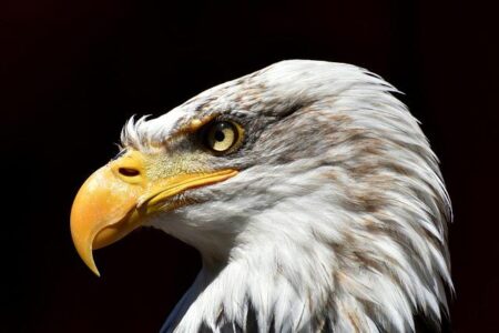 Eagles Soar to Victory at ITA Northwest Regionals!